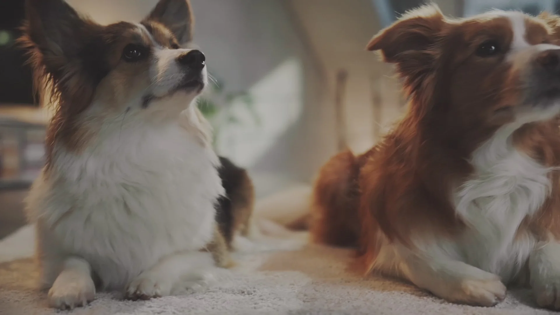 Gesunde Hunde durch smarte Snacks