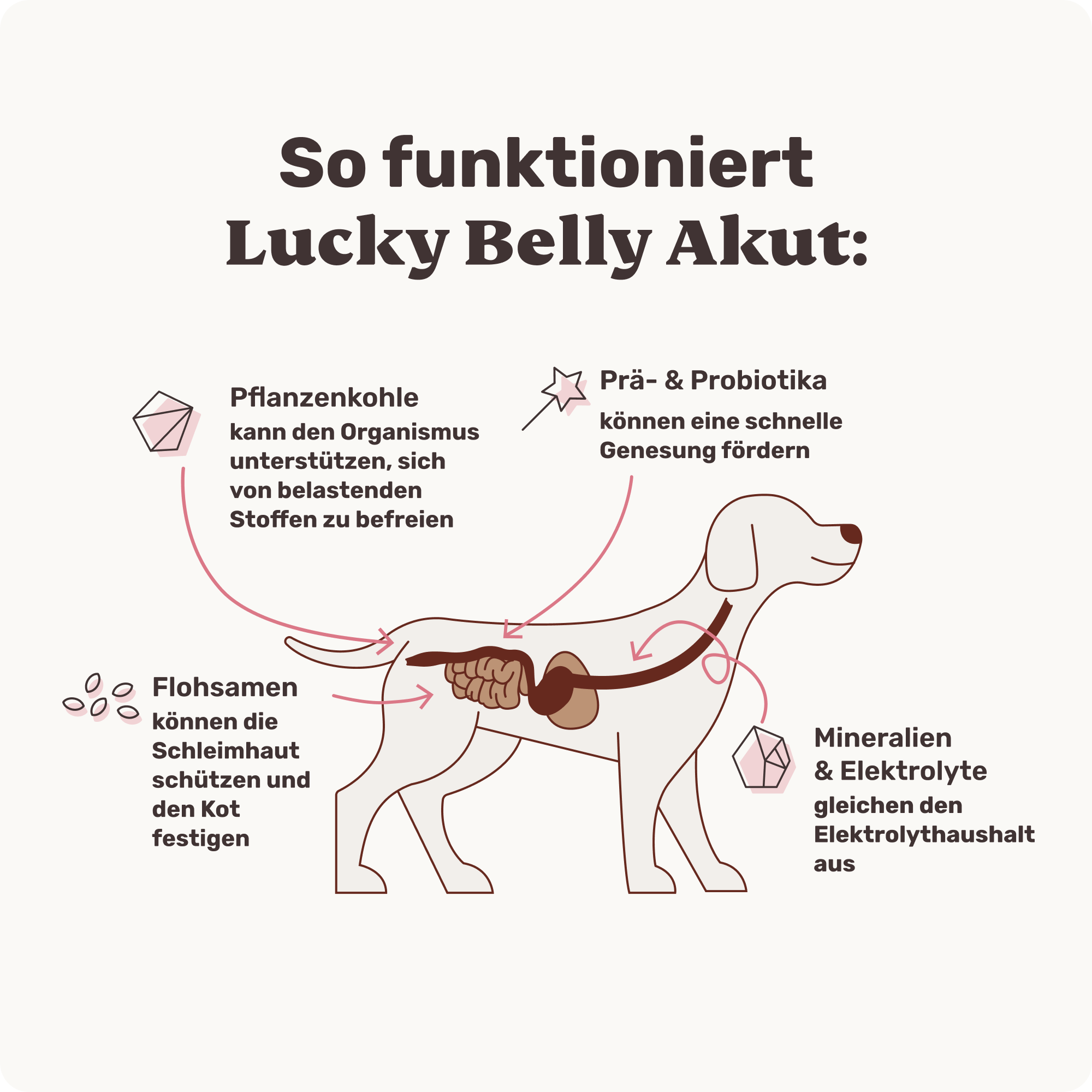 Lucky Belly Akut - Image 5