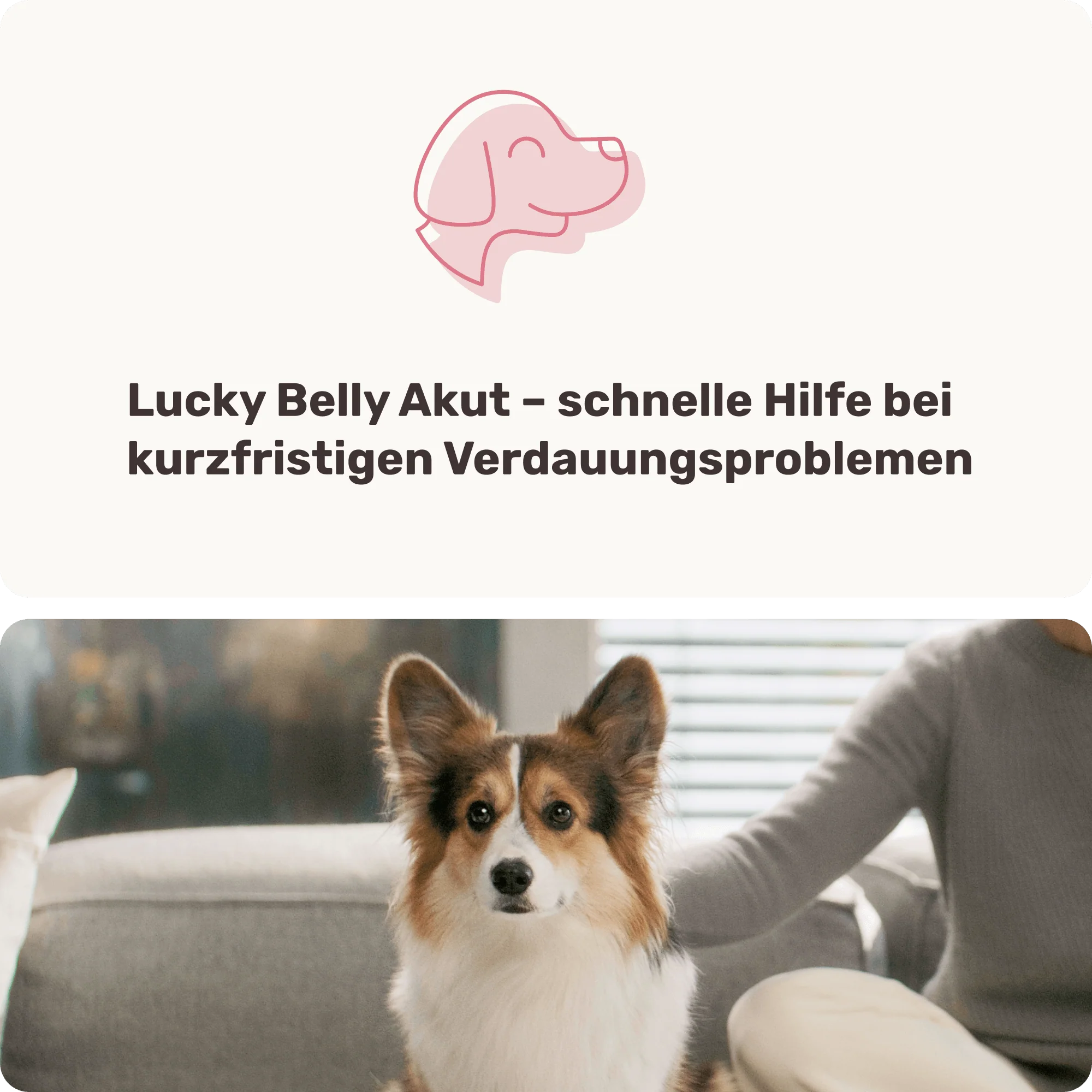 Lucky Belly Akut - Image 8
